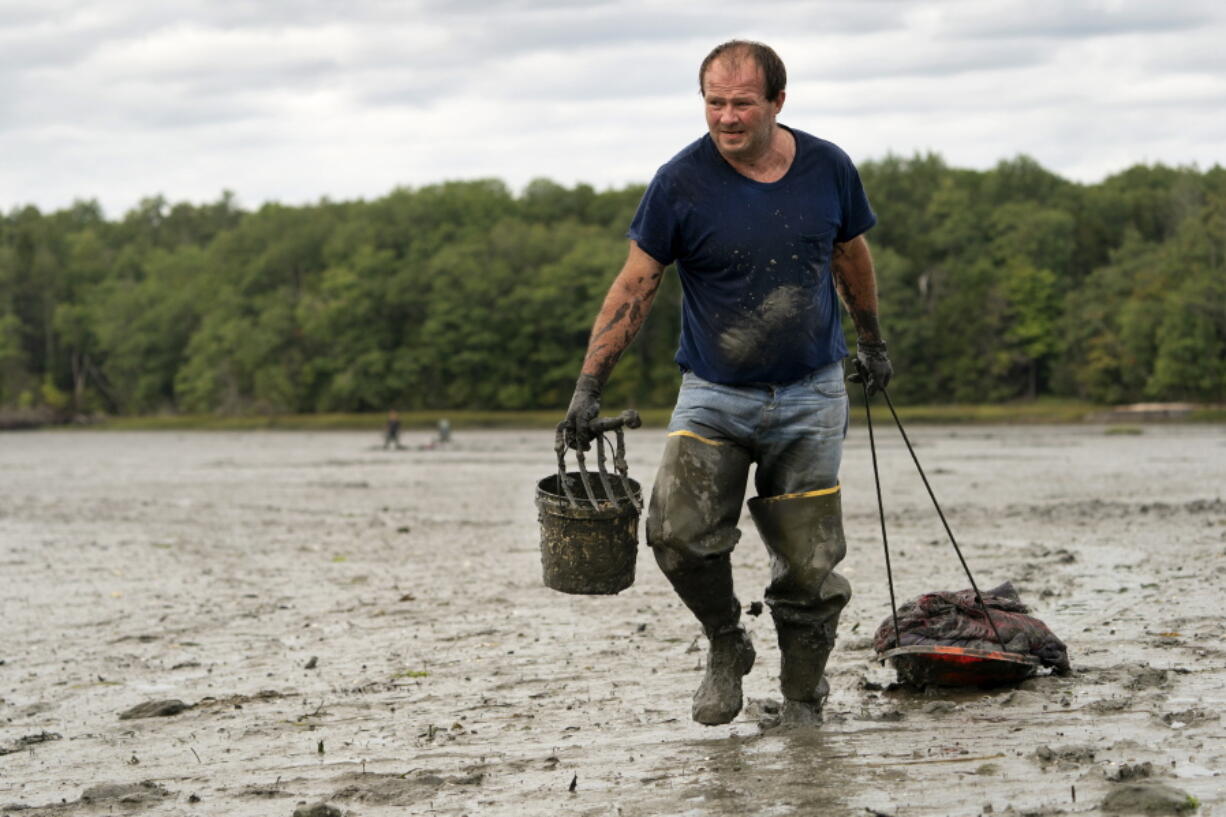 FILE -  In this Sept. 3, 2020 file photo, clamdigger Mike Soule hauls bags of clams on a sled across a mudflat in Freeport, Maine. More New Englanders have dug in the tidal mudflats during the last year, but they're finding fewer clams. The coronavirus pandemic has inspired more people in the Northeastern states to dig for the soft-shell clams. (AP Photo/Robert F.