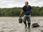 FILE -  In this Sept. 3, 2020 file photo, clamdigger Mike Soule hauls bags of clams on a sled across a mudflat in Freeport, Maine. More New Englanders have dug in the tidal mudflats during the last year, but they're finding fewer clams. The coronavirus pandemic has inspired more people in the Northeastern states to dig for the soft-shell clams. (AP Photo/Robert F.