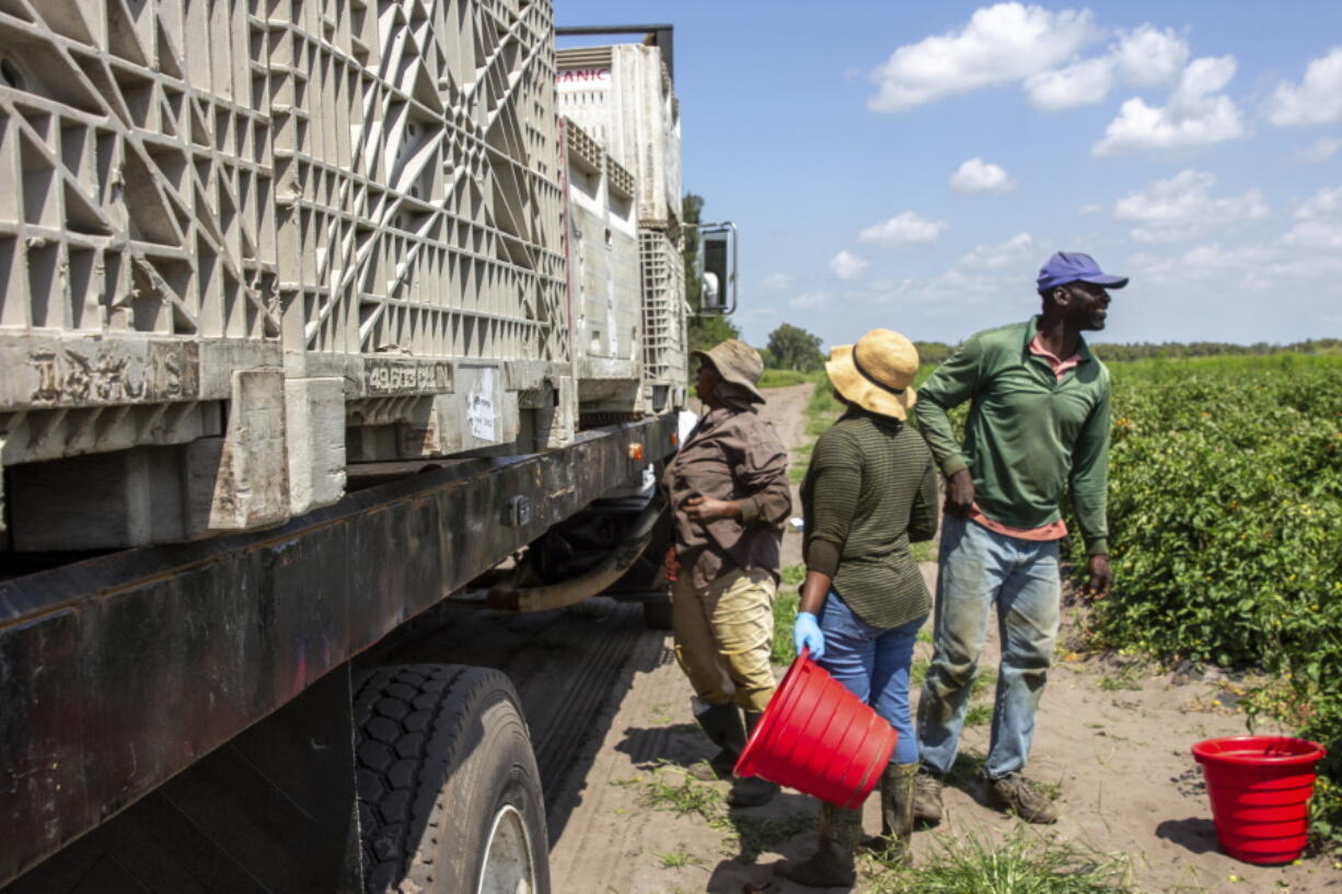 In this March 24, 2021 photo, farmworkers load a truck with tomatoes harvested at a farm in Delray Beach, Fla. Many U.S. health centers that serve agricultural workers across the nation are receiving COVID-19 vaccine directly from the federal government in a program created by the Biden administration. But in some states, farmworkers are not yet in the priority groups authorized to receive the shots.