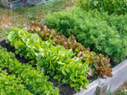 Rows of green vegetables grow a community garden.