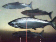 A chinook salmon, second from the bottom, swims in the Columbia River with sockeye salmon at the Bonneville Dam fish-counting window near North Bonneville.