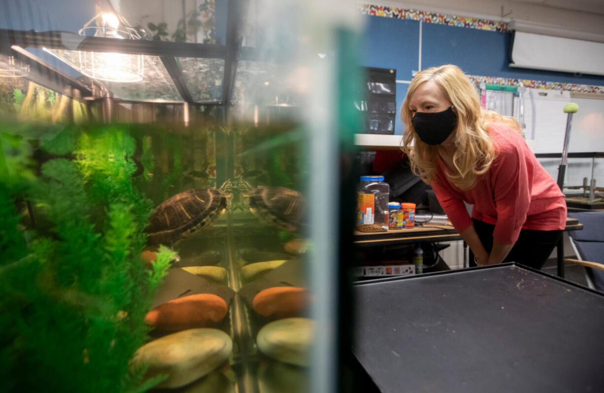 Katie Guehl, a fourth-grade teacher at Indian Run Elementary School in Dublin, Ohio, checks on Daphne Phyllis, a red-eared slider turtle, in her classroom.