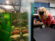 Katie Guehl, a fourth-grade teacher at Indian Run Elementary School in Dublin, Ohio, checks on Daphne Phyllis, a red-eared slider turtle, in her classroom.