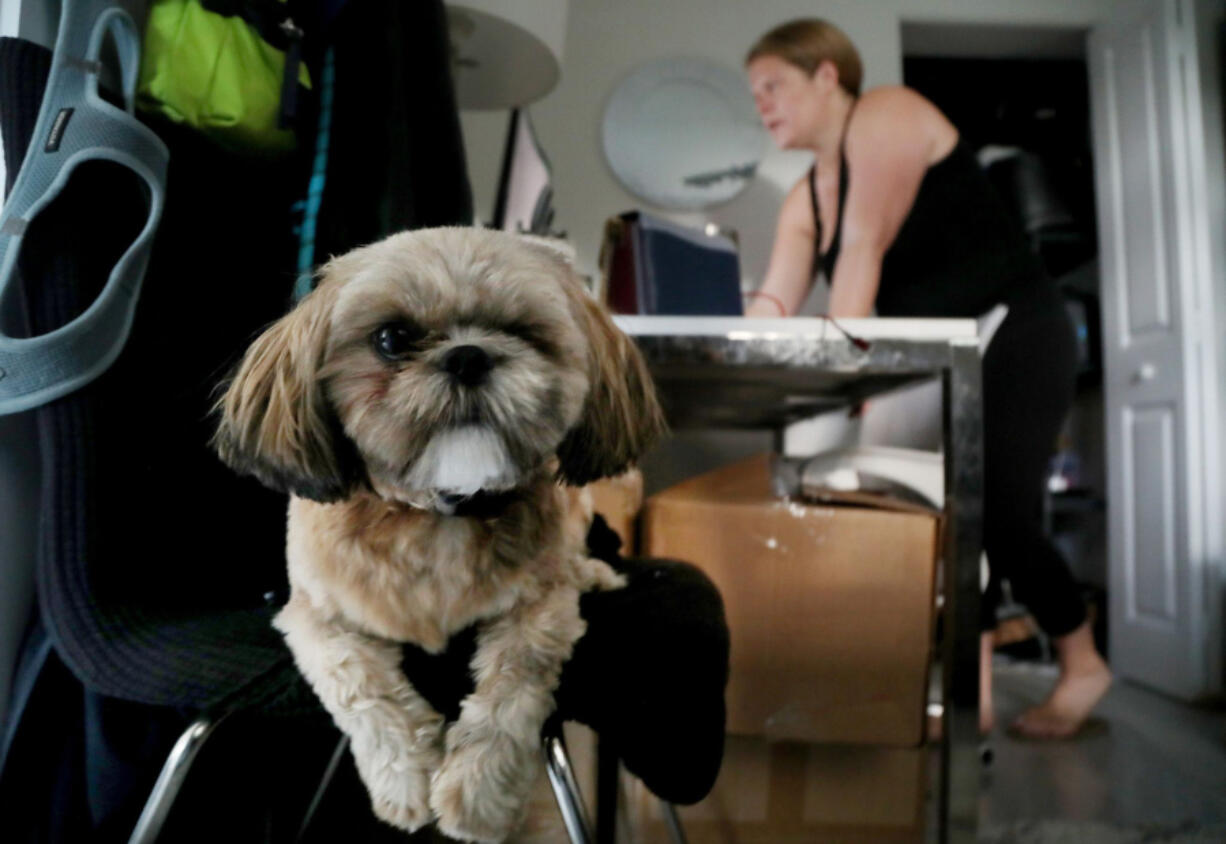 Lindsay Beattie works on her computer as her new dog, Moose, hangs by her side at home in Fort Lauderdale.