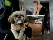 Lindsay Beattie works on her computer as her new dog, Moose, hangs by her side at home in Fort Lauderdale.