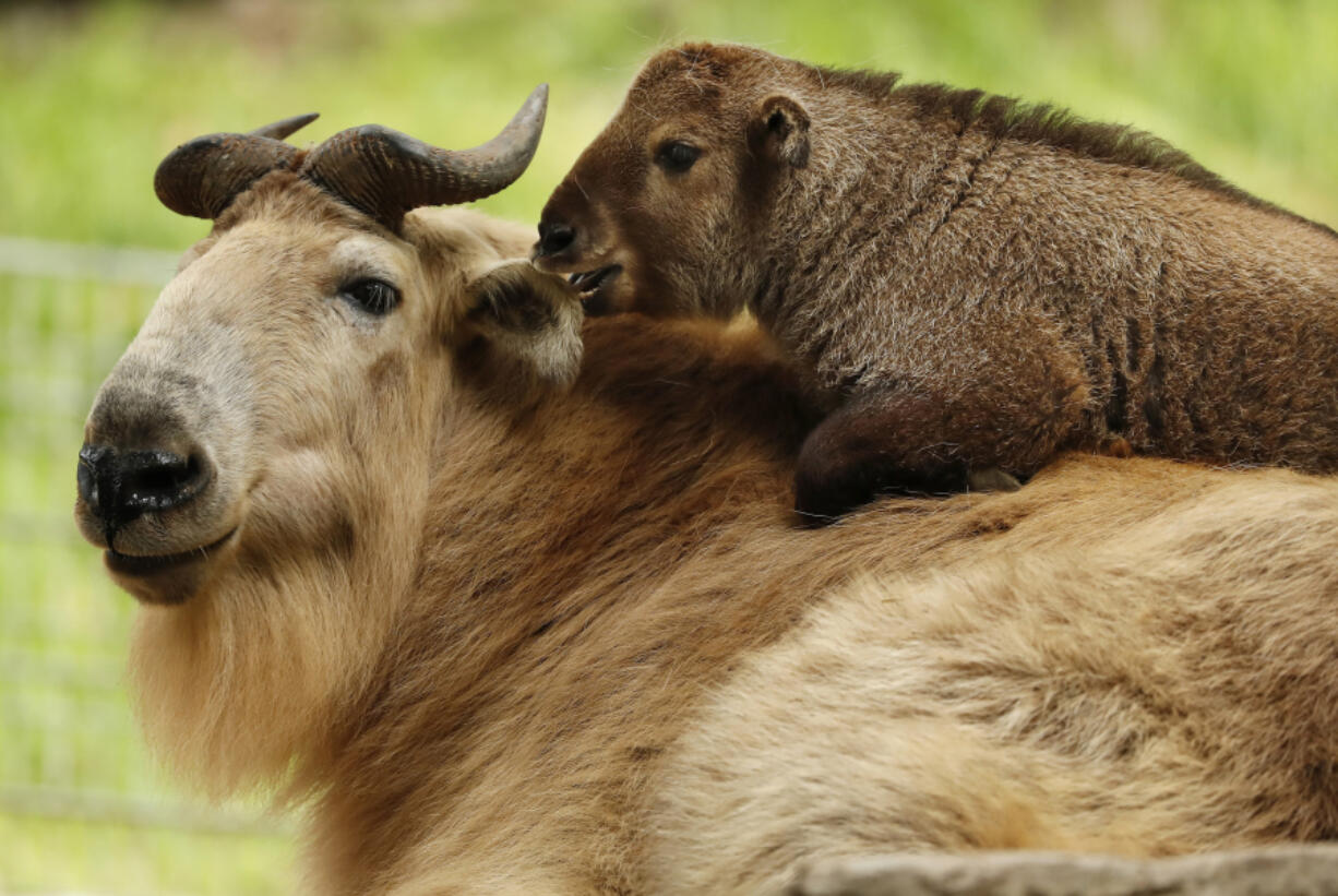 Mei Ling, a baby takin, who was born last month, climbs on her mother Bona at the San Diego Zoo on May 18 in San Diego. The takin calf was the first of its species to be born in the Western Hemisphere. (K.C.