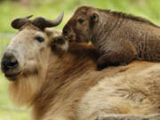 Mei Ling, a baby takin, who was born last month, climbs on her mother Bona at the San Diego Zoo on May 18 in San Diego. The takin calf was the first of its species to be born in the Western Hemisphere. (K.C.