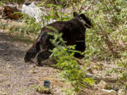 This male black bear heads into the woods on Tuesday, May 11, 2021 off a logging road in Grays Harbor County. The cub was one of two released back into the wild after spending the past 15 months at the PAWS Wildlife Center in Lynnwood, where their caretakers took extra care not to expose them to humans.