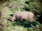 Researchers are working on a pilot program to inject rhino horns with radioactive material, a tactic that could discourage consumption and make it easier to detect illegal trade.