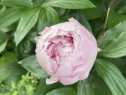 Peony blossoms have a strong fragrance that's attractive to moths and the pale color stands out as darkness falls.