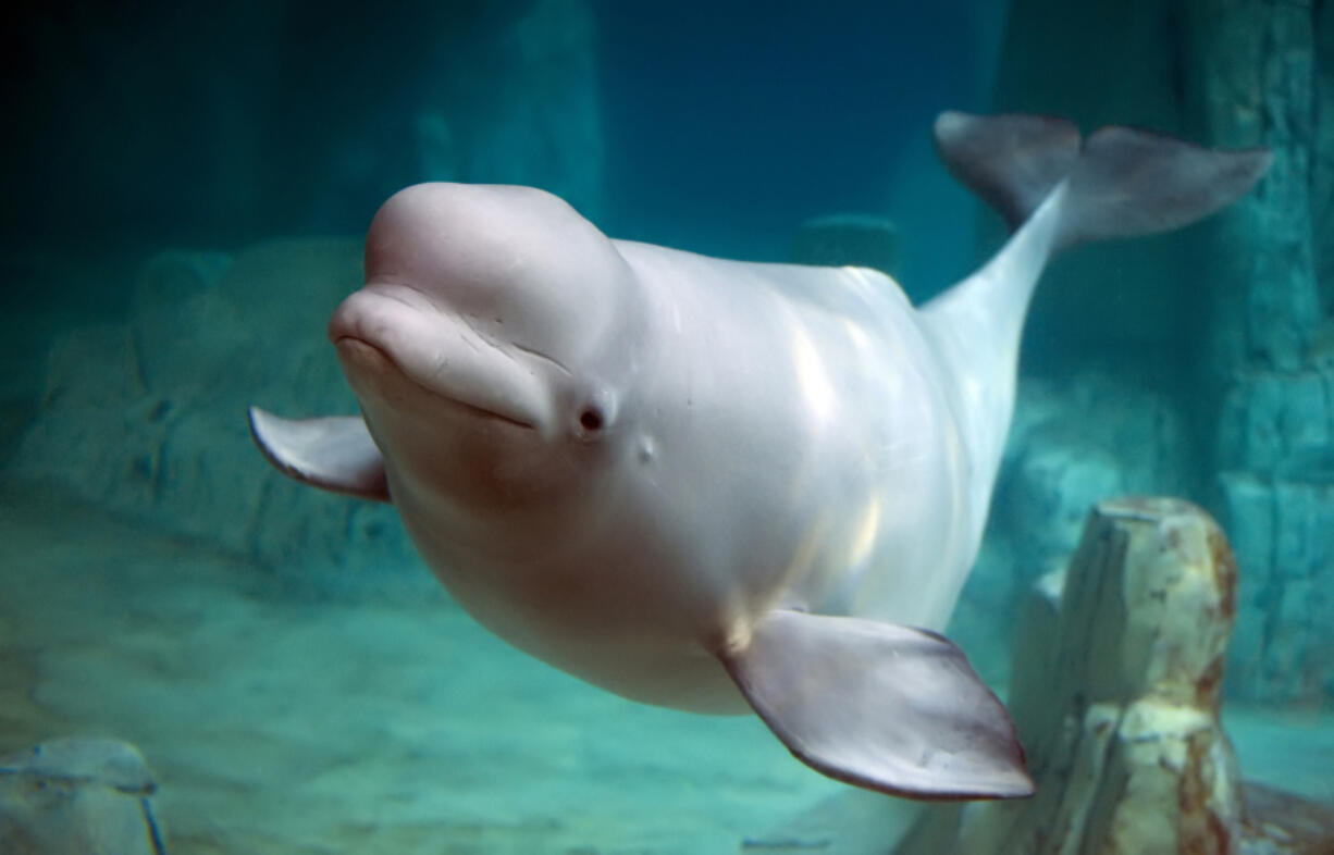 A stranded beluga whale was found dead in the mudflats near Potter Marsh in Alaska.