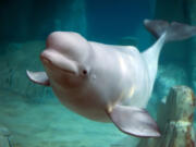 A stranded beluga whale was found dead in the mudflats near Potter Marsh in Alaska.