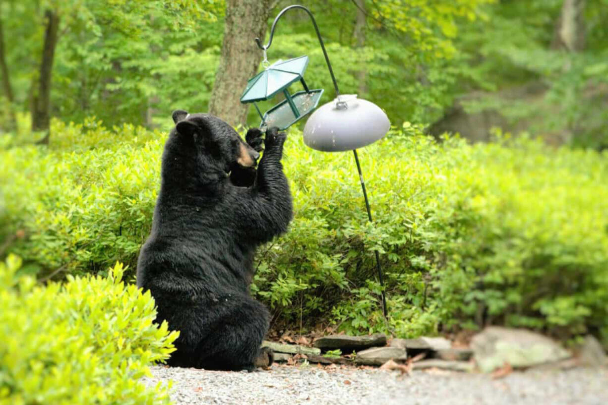 A bear helps itself to a birdfeeder in a backyard. Washington Department of Fish and Wildlife Officer Tom Moats contends that if you are feeding birds in bear country during the spring, you are bound to draw bears. Birds have plenty of wild food available in the spring.