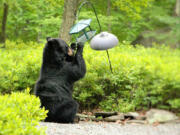 A bear helps itself to a birdfeeder in a backyard. Washington Department of Fish and Wildlife Officer Tom Moats contends that if you are feeding birds in bear country during the spring, you are bound to draw bears. Birds have plenty of wild food available in the spring.