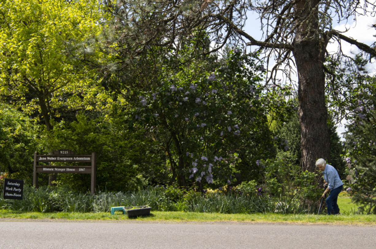 Volunteer Norma Williams tends to a garden near the entrance of the Jane Weber Evergreen Arboretum.