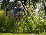 Volunteer Anne Devereaux examines some of her favorite flowers at the Jane Weber Evergreen Arboretum. Devereaux said she's in her eighth year working at the arboretum.