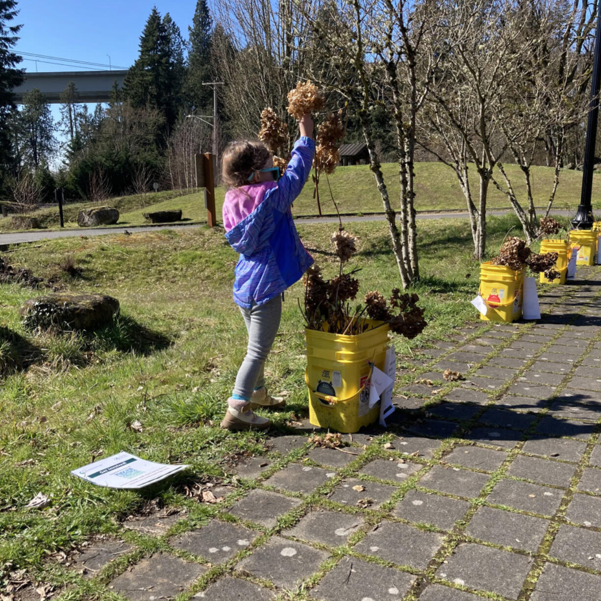 OLD EVERGREEN HIGHWAY: More than 200 community members received free hydrangea cuttings from Columbia Springs.