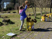 OLD EVERGREEN HIGHWAY: More than 200 community members received free hydrangea cuttings from Columbia Springs.