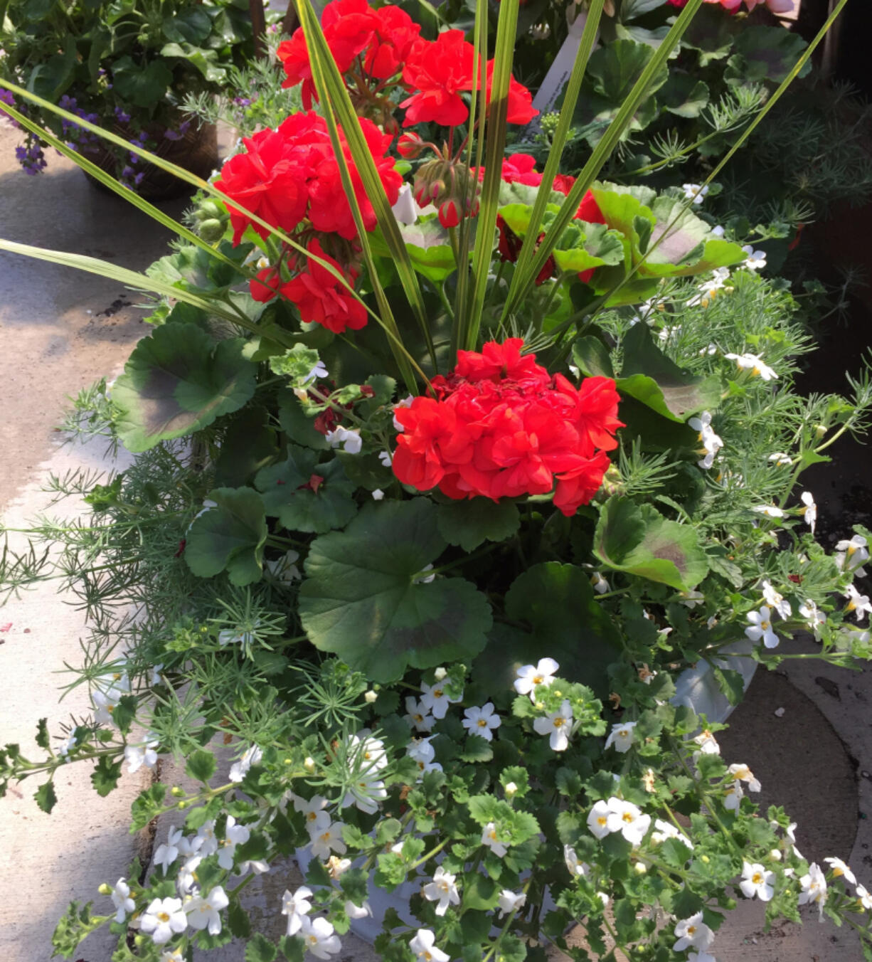 This flower container includes four different kinds of plants.