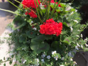 This flower container includes four different kinds of plants.