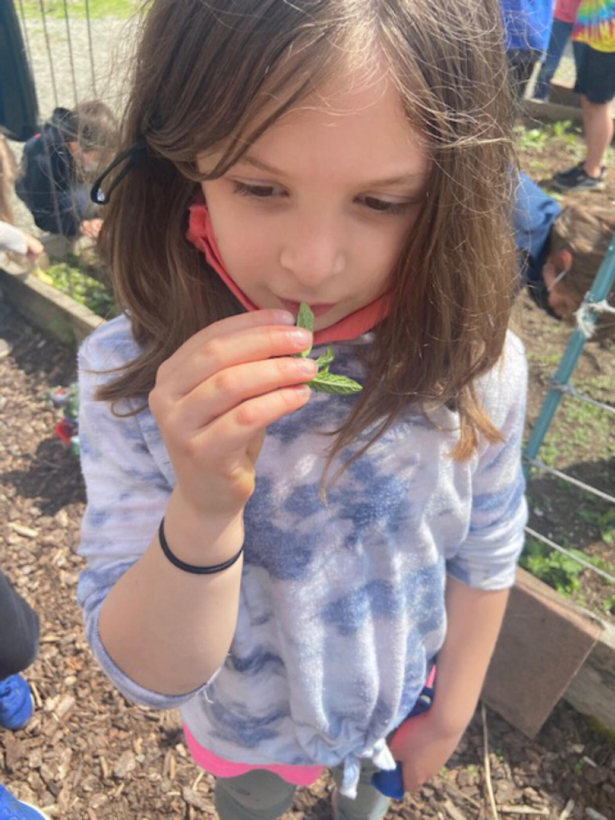 RIDGEFIELD: Annabel Berrian smells mint still growing from last year's garden.