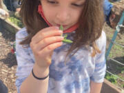 RIDGEFIELD: Annabel Berrian smells mint still growing from last year's garden.