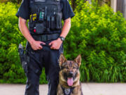 VANCOUVER: Ivar, formerly a dog within a K9 Unit at the Vancouver Police Department, recently retired and will spend his time with Cpl.