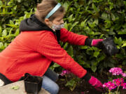 Ella Bennett, 11, plants flowers Saturday at Propstra Square in downtown Vancouver. Bennett is part of The International Order of the Rainbow for Girls, a youth group that volunteered at the cleanup and flower-planting event.