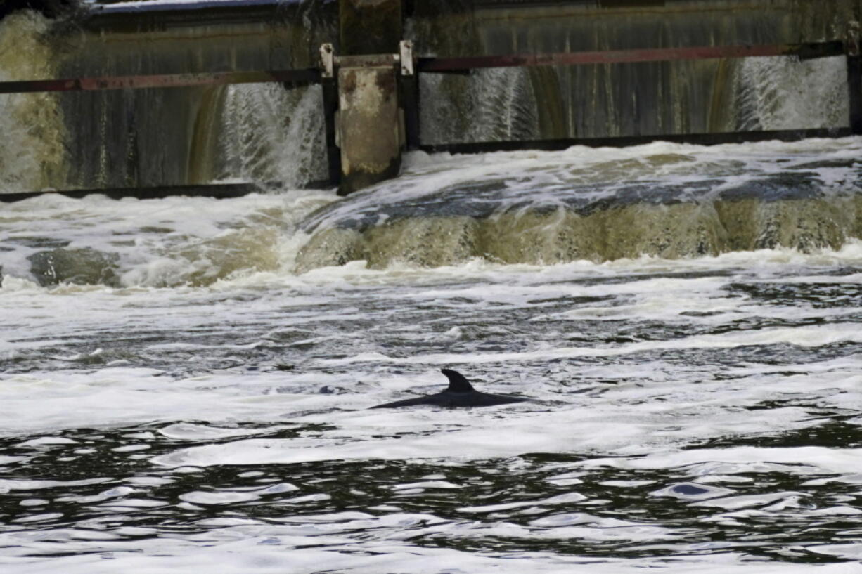 A Minke whale, which was freed on Sunday after it became stuck on Richmond lock's boat rollers but has remained in the Thames, is seen near Teddington Lock in London, Monday, May 10, 2021. A Port of London Authority spokesperson said a whale had never been seen this far up the Thames before, some 95 miles from its mouth.