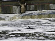 A Minke whale, which was freed on Sunday after it became stuck on Richmond lock's boat rollers but has remained in the Thames, is seen near Teddington Lock in London, Monday, May 10, 2021. A Port of London Authority spokesperson said a whale had never been seen this far up the Thames before, some 95 miles from its mouth.