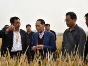 In this Oct. 15, 2017 photo, Yuan Longping, center, stands in a field of hybrid rice in Handan in northern China's Hebei Province. Yuan, a scientist who developed higher-yield varieties of rice that helped feed people around the world, died Saturday May 22, 2021, at a hospital in the city of Changsha, Xinhua News agency reported.