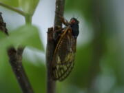 An adult cicada is seen in Washington in early May.