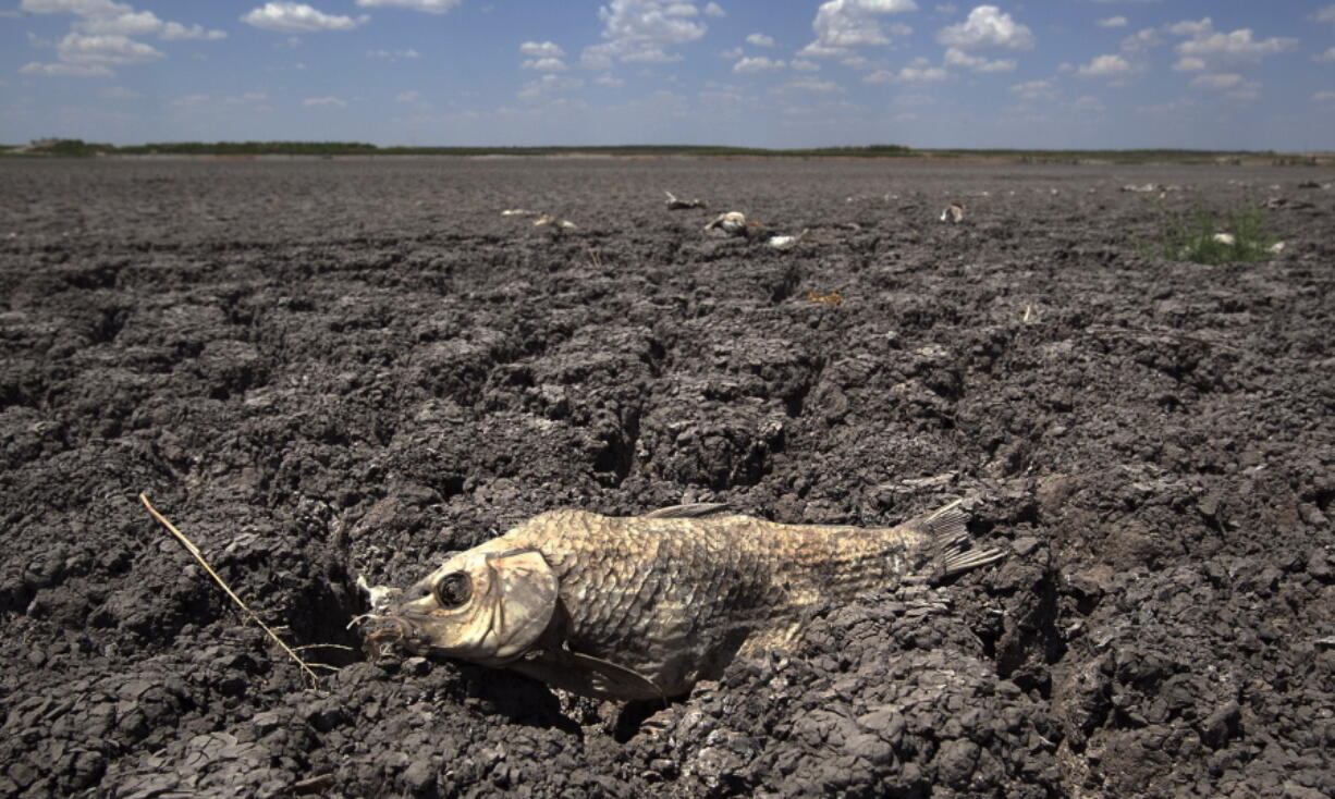 FILE - In this Wednesday, Aug. 3, 2011 file photo, the remains of a carp are seen on the dry lake bed of O.C. Fisher Lake in San Angelo, Texas. According to data released by the National Oceanic and Atmospheric Administration on Tuesday, May 4, 2021, the new United States normal is not just hotter, but wetter in the eastern and central parts of the nation and considerably drier in the West than just a decade earlier.