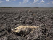 FILE - In this Wednesday, Aug. 3, 2011 file photo, the remains of a carp are seen on the dry lake bed of O.C. Fisher Lake in San Angelo, Texas. According to data released by the National Oceanic and Atmospheric Administration on Tuesday, May 4, 2021, the new United States normal is not just hotter, but wetter in the eastern and central parts of the nation and considerably drier in the West than just a decade earlier.