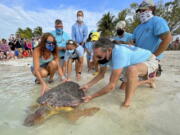 Bette Zirkelbach, front left, and Richie Moretti, front right, manager and founder respectively of the Florida Keys-based Turtle Hospital, release "Sparb," a sub-adult loggerhead sea turtle, April 22 at Sombrero Beach in Marathon, Fla.