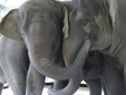 In this Sept. 2019, photo provided by the White Oak Conservation, Asian elephants, Kelly Ann, born Jan. 1, 1996, and Mable, born April 6, 2006, are seen at the Center for Elephant Conservation in Polk City, Fla.  A Florida wildlife sanctuary is building a new 2,500-acre home for former circus elephants. The White Oak Conservation Center announced Wednesday, Sept. 23, 2020, that it's expecting to welcome 30 Asian elephants starting next year.