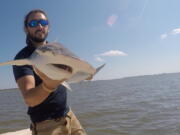 In this Sept. 2015 photo taken by Colby Griffiths on the North Edisto River in South Carolina, scientist Bryan Keller holds a bonnethead shark. Keller is among a group of scientists that found sharks use the Earth's magnetic field as a sort of natural GPS when they navigate journeys that take them thousands of miles across the world's oceans.