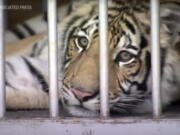 This frame grab from video provided by the Houston Police Department shows a tiger that was found after a nearly weeklong search in Houston.