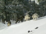 A wolf pack is captured by a remote camera Feb. 1, 2017, in Hells Canyon National Recreation Area in northeast Oregon near the Idaho border. Wildlife advocates pressed the Biden administration on Wednesday to revive federal protections for gray wolves across the Northern Rockies after Republican lawmakers in Idaho and Montana made it much easier to kill the predators.