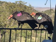 Two California condors rest on Cinda Mickols' porch railing over the weekend in Tehachapi, Calif. A flock of the rare, endangered birds took over her deck the last few days. About 15 to 20 of the giant endangered birds have recently taken a liking to the house in Tehachapi and have made quite a mess.