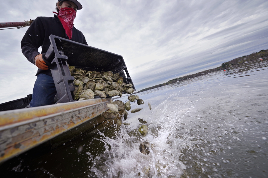 Oysterman in Natural