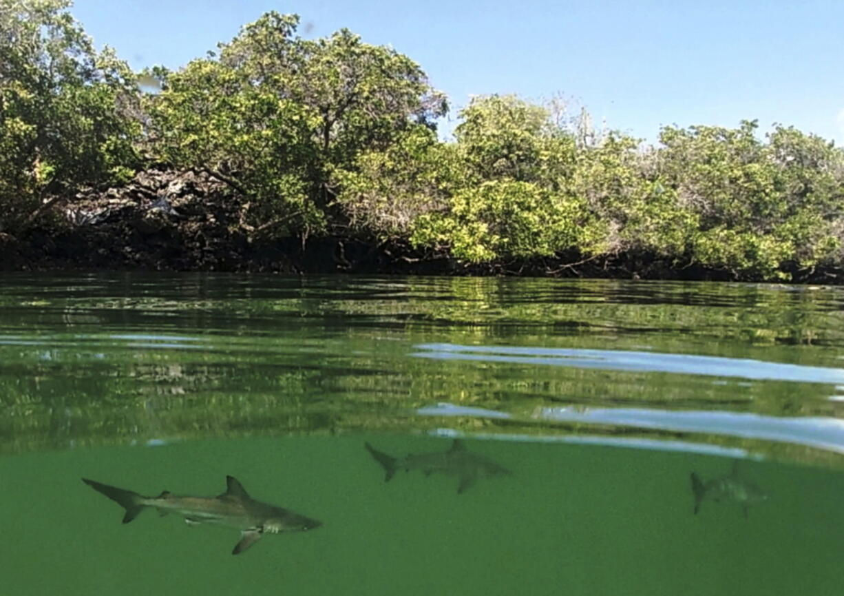 FILE - This Feb. 25, 2019 photo provided by the Galapagos National Park shows a hammerhead shark nursery which was recently discovered in Santa Cruz, Galapagos Islands, Ecuador. The International Union for the Conservation of Nature lists hammerhead sharks as endangered species that have suffered sharply declining numbers in recent years around the world.