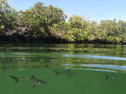 FILE - This Feb. 25, 2019 photo provided by the Galapagos National Park shows a hammerhead shark nursery which was recently discovered in Santa Cruz, Galapagos Islands, Ecuador. The International Union for the Conservation of Nature lists hammerhead sharks as endangered species that have suffered sharply declining numbers in recent years around the world.