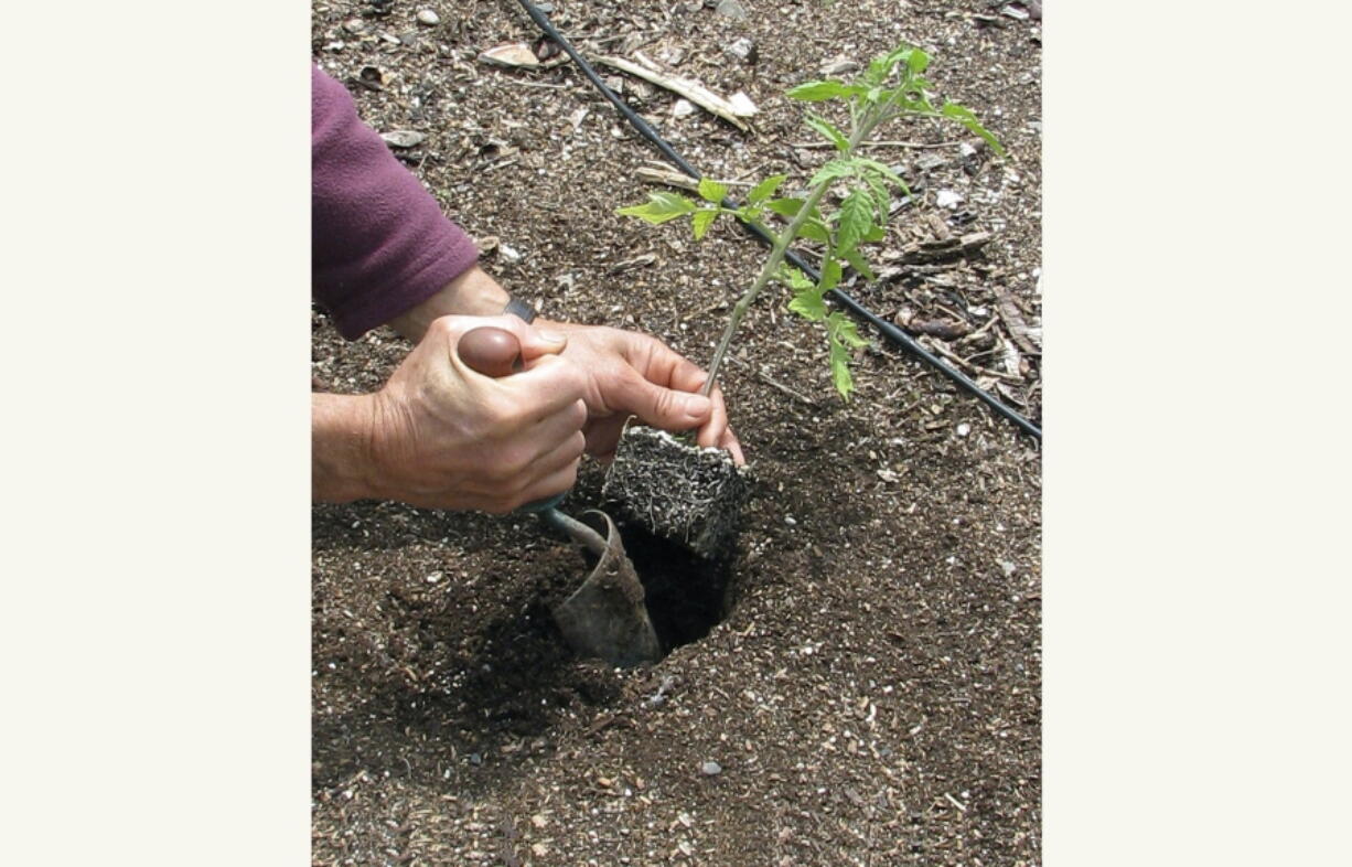 This undated photo shows tomato being planted in a garden in New Paltz, NY. One week after the "average date of the last killing frost" for your garden is the time when it's generally safe to plant out tomato transplants.