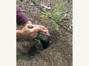 This undated photo shows tomato being planted in a garden in New Paltz, NY. One week after the "average date of the last killing frost" for your garden is the time when it's generally safe to plant out tomato transplants.