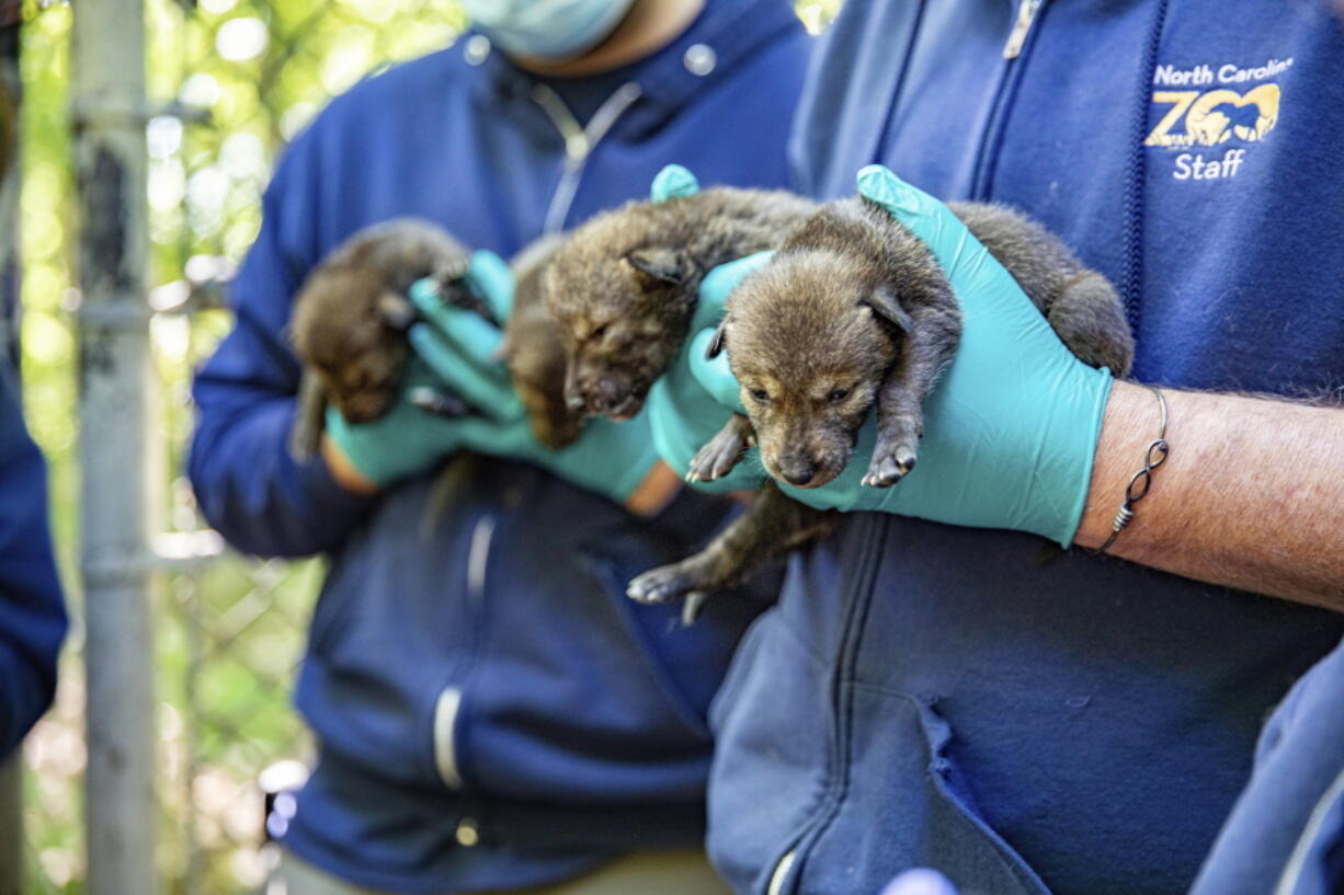 Twelve American red wolf pups were born in late April at the North Carolina Zoo in Asheboro, N.C.