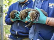 Twelve American red wolf pups were born in late April at the North Carolina Zoo in Asheboro, N.C.