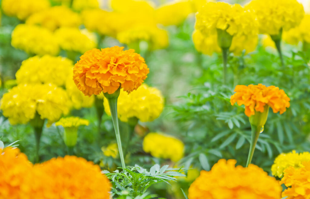 Yellow marigolds blooming in the garden.