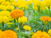 Yellow marigolds blooming in the garden.