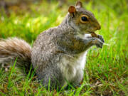 An Eastern gray squirrel snacks on a Periodical cicada. The cicadas have begun to emerge from their 17-year home underground providing a bounty of food for many other animals.